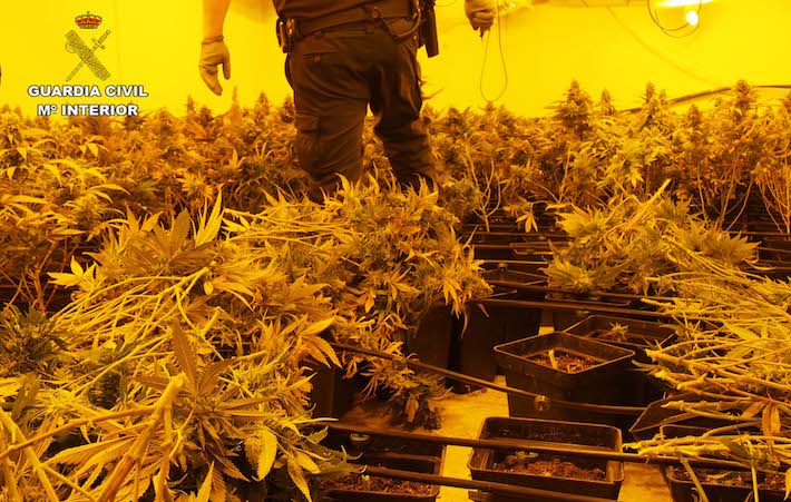 La Guardia Civil realiza 4 operaciones contra el cultivo ilegal de marihuana y descubre más de 4400 plantas 