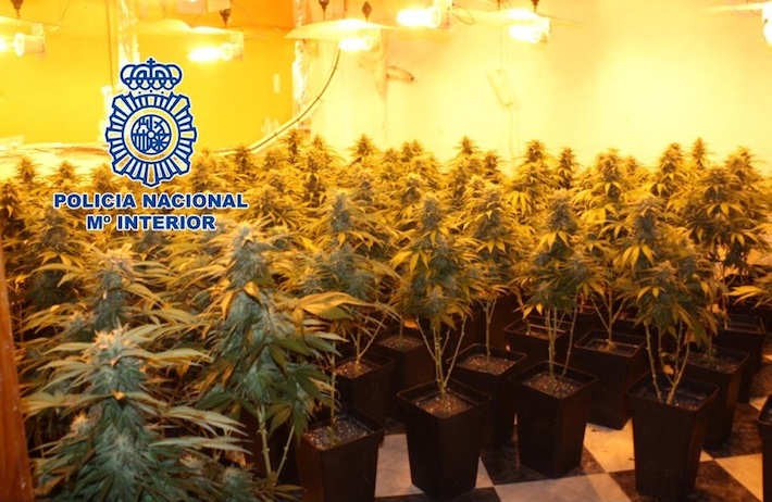 La Policía Nacional detiene a un individuo y desmantela una plantación interior de marihuana