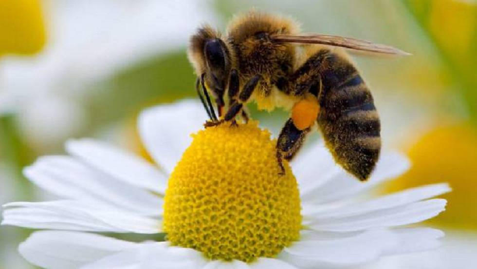 Desarrollan un algoritmo, inspirado en el comportamiento de las abejas, que ayuda a  desmantelar redes sociales criminales