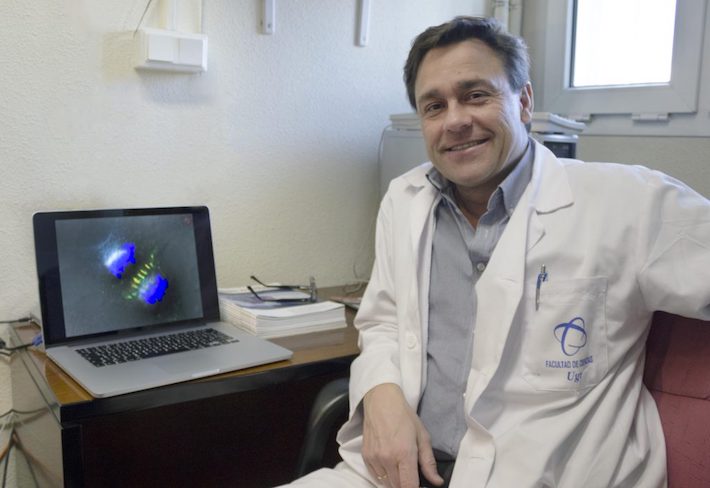 Un equipo internacional de científicos realiza un importante hallazgo en el mecanismo de división de las células animales