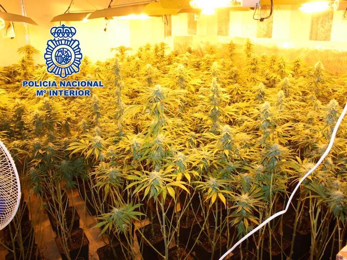 La Polica Nacional detiene a un hombre y  desmantela una plantacin de marihuana en un inmueble
