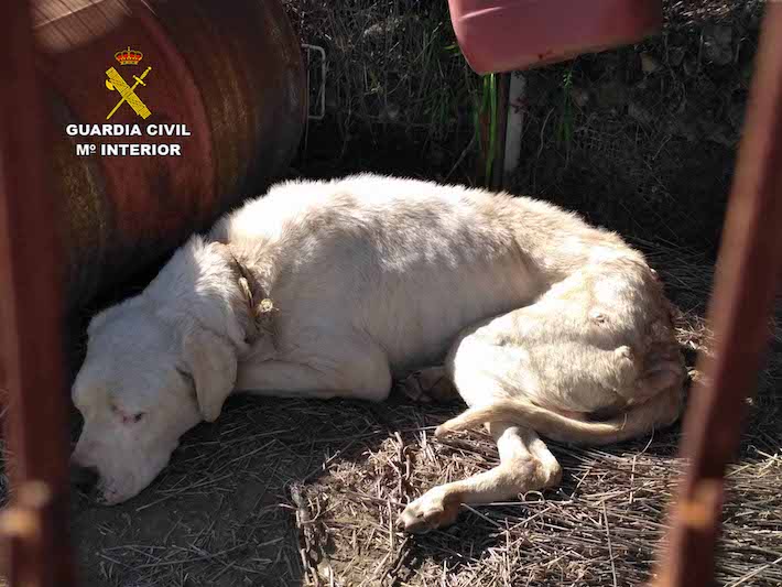 La Guardia Civil detiene a un individuo por dejar morir de hambre y de sed a un perro enfermo