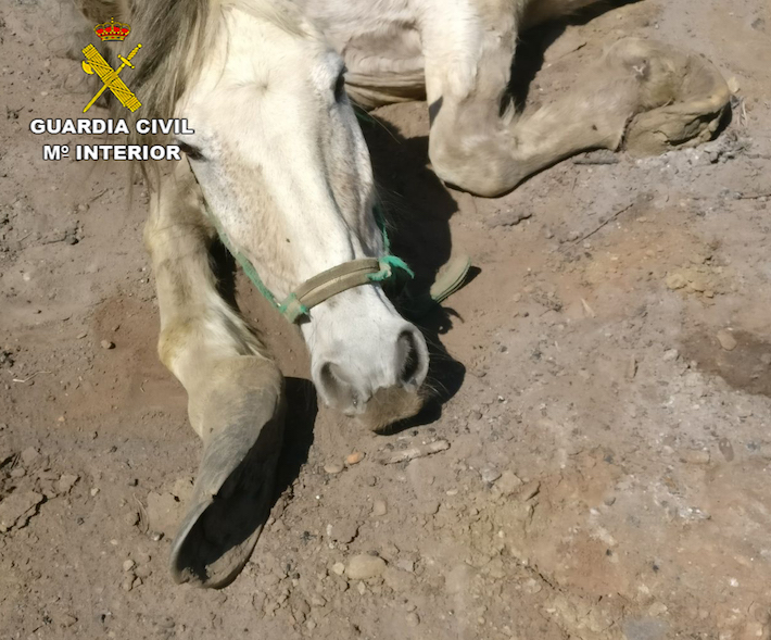 La Guardia Civil investiga a un vecino de La Peza por el presunto maltrato de una yegua 