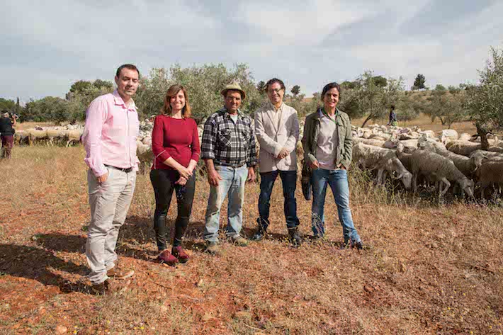 La Alhambra recupera el pastoreo en la zona del olivar de la Dehesa del Generalife 