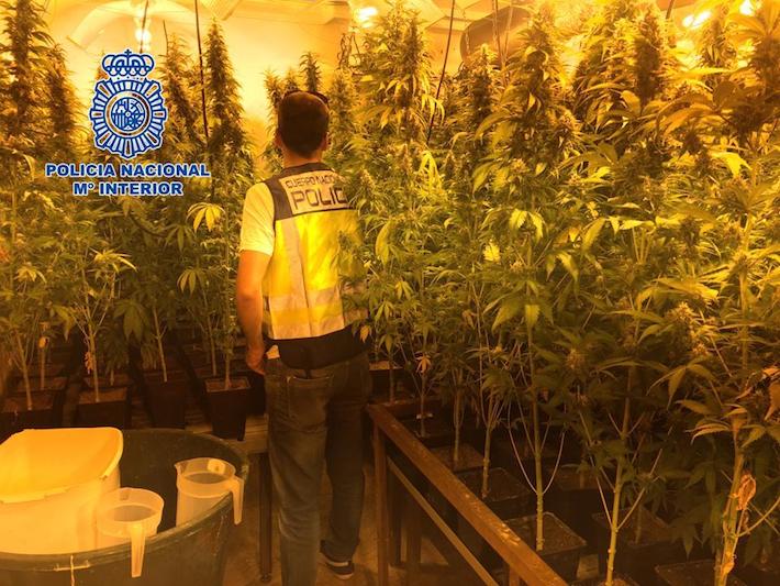 La Polic�a Nacional detiene a tres personas y desmantela una plantaci�n �indoor� de cannabis sativa en una vivienda