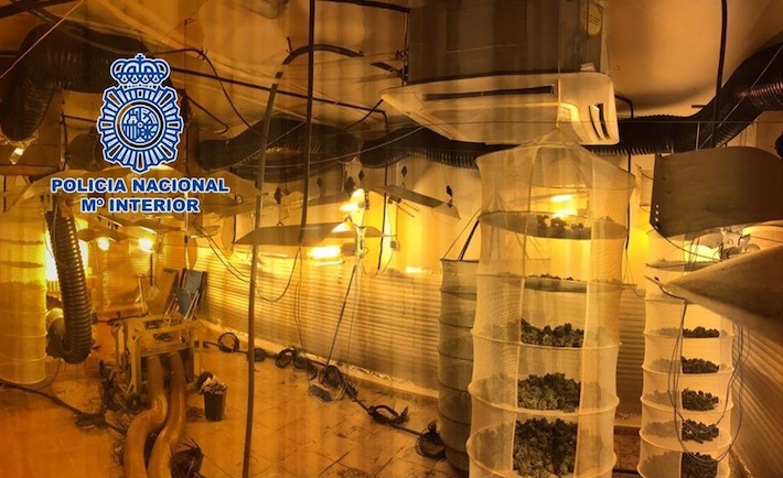 La Policía Nacional detiene a un varón y desmantela una plantación “indoor” de cannabis sativa en una vivienda