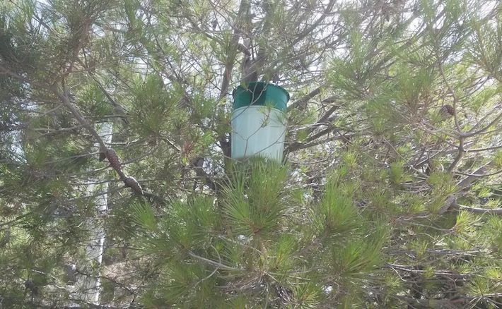 La concejalía de Agricultura, Parques y Jardines amplía el plan de control de plagas de la oruga procesionaria con trampas de feromonas