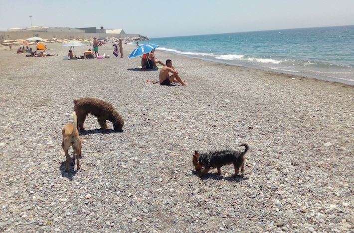 Motril se convierte en referente con la única playa para perros de la provincia de Granada situada en la Playa del Cable.
