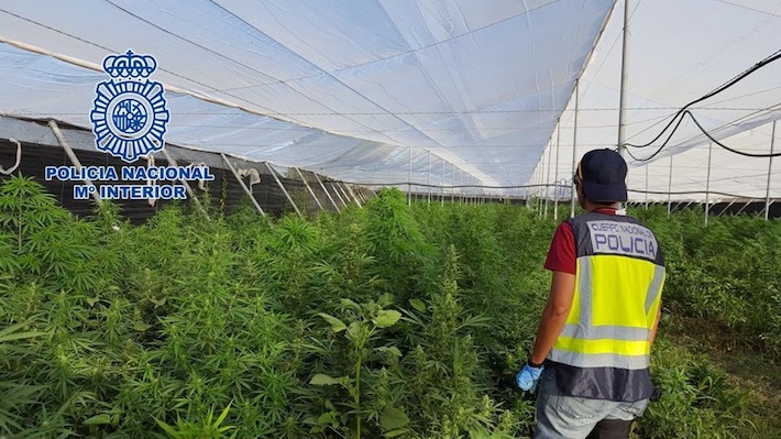 La Polica Nacional desmantela una plantacin de cannabis stiva en un invernadero y detiene a una persona
