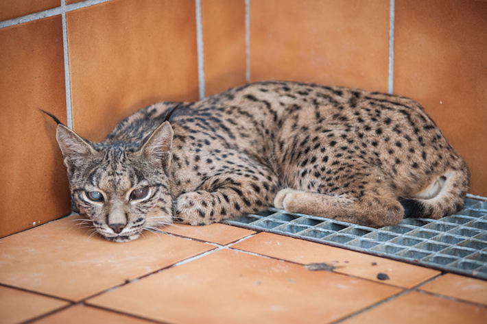 El CREA trata en sus instalaciones de Pinos Genil a un ejemplar de lince ibérico con problema de ceguera