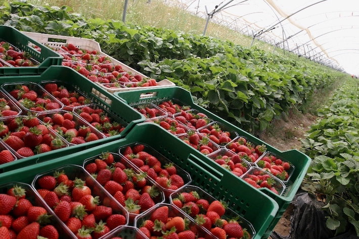 Agricultura abre el plazo de consulta p�blica previa para la elaboraci�n del nuevo Decreto de Producci�n Integrada