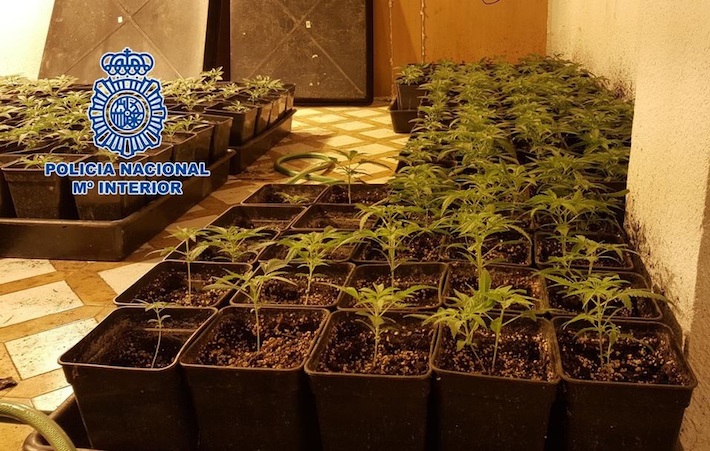 La Polica Nacional interviene 259 plantas de cannabis sativa desmantelando una plantacin en un inmueble y detiene a su titular
