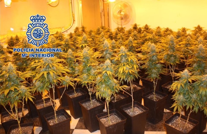 La Polica Nacional interviene 120 plantas de cannabis sativa desmantelando una plantacin en un inmueble y detiene a su responsable
