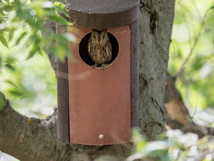 La Alhambra instala cajas-nido para que habiten autillos, el ave rapaz m�s peque�a de la Pen�nsula