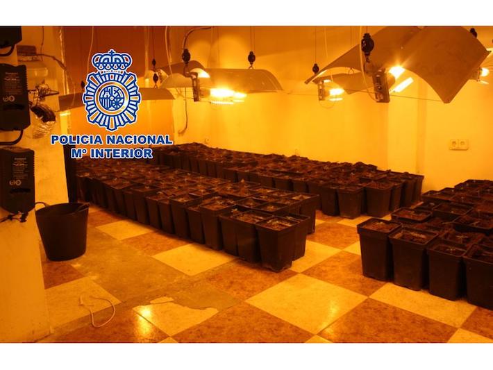 La Polica Nacional detiene al responsable de una plantacin interior de cannabis sativa cuya instalacin elctrica provoc un incendio