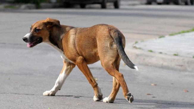 La Junta detecta en Granada 305 infracciones de la normativa de uso de animales de compa��a