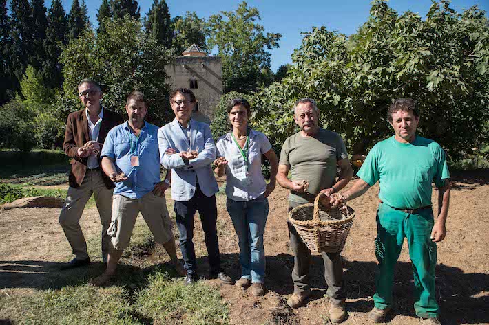 La Alhambra recupera el cultivo de azafrn en las Huertas medievales del Generalife