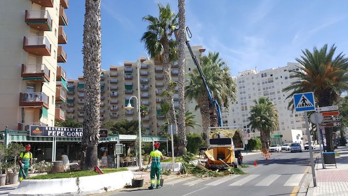 Almucar inicia la limpieza de palmeras frente urbanizacin Gndolas.