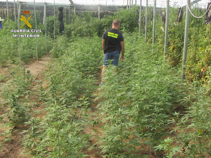 La Guardia Civil de Almucar y Salobrea interviene 1920 plantas de cannabis sativa en un invernadero de Molvzar

