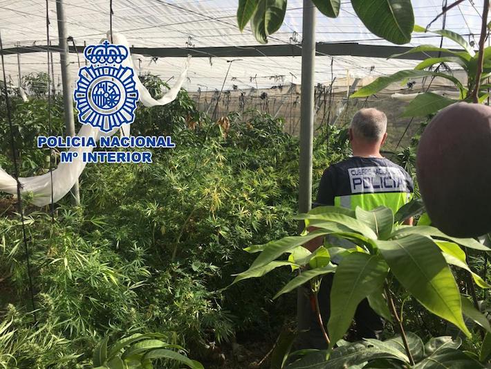 La Polica Nacional desmantela una plantacin de cannabis stiva en un invernadero y detiene a una persona