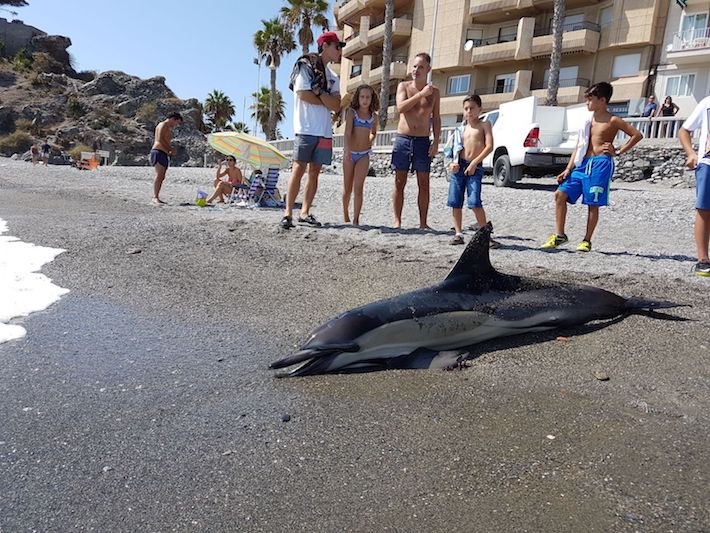 Este medioda muere un delfn en la playa de La Caletilla de Almucar
