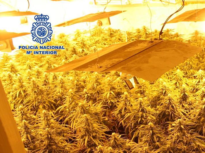 La Polica Nacional interviene 800 plantas de cannabis sativa desmantelando una plantacin en un inmueble y detiene a sus titulares