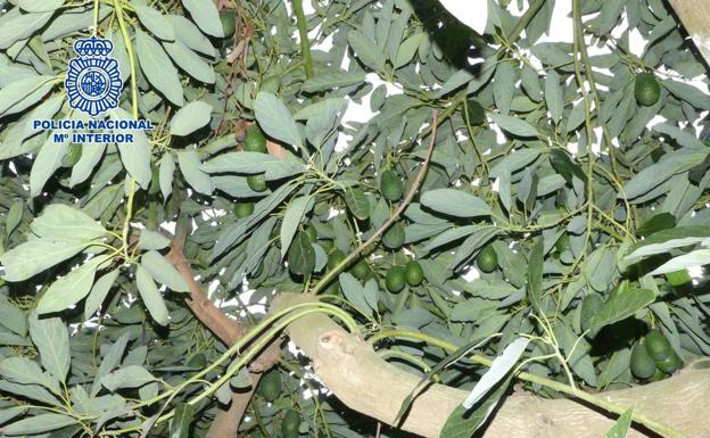 Detenido 'in fraganti' robando aguacates de una finca en La Garnatilla