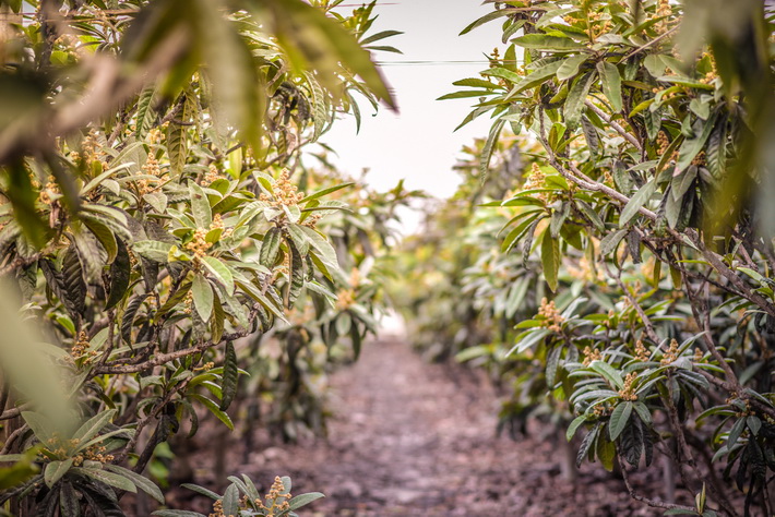 COAG Granada se suma a las movilizaciones anunciadas por el ayuntamiento de Almu��car ante la grave situaci�n que sufren los agricultores.
