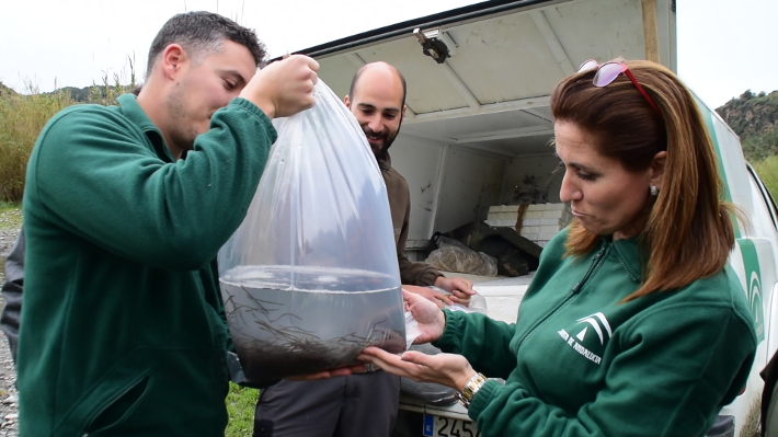Medio Ambiente libera en el ro Guadalfeo alevines de anguilas procedentes de un decomiso
