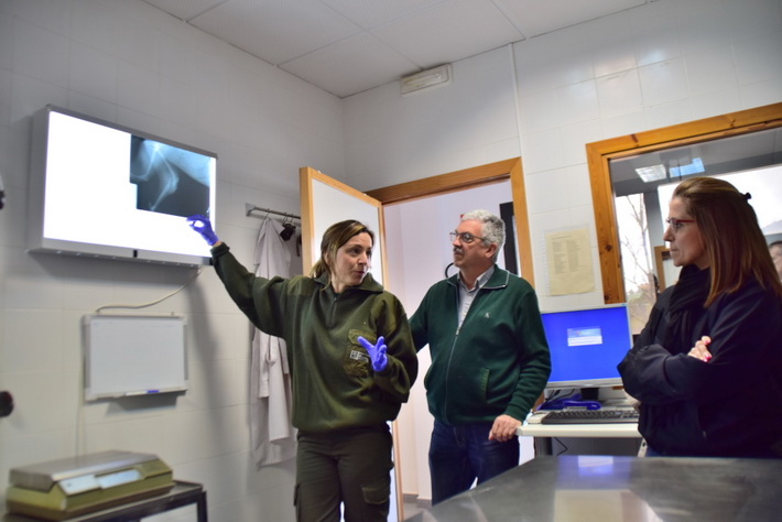 Evoluciona favorablemente la hembra de lince ibrico que lleg al CREA El Blanqueo con una fractura en una pata