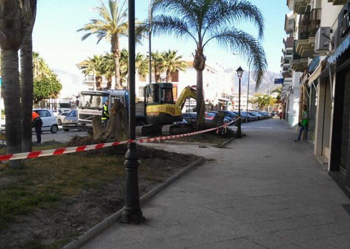 El Ayuntamiento comienza la remodelacin de las isletas de la avenida Garca Lorca, afectadas por las races de los rboles