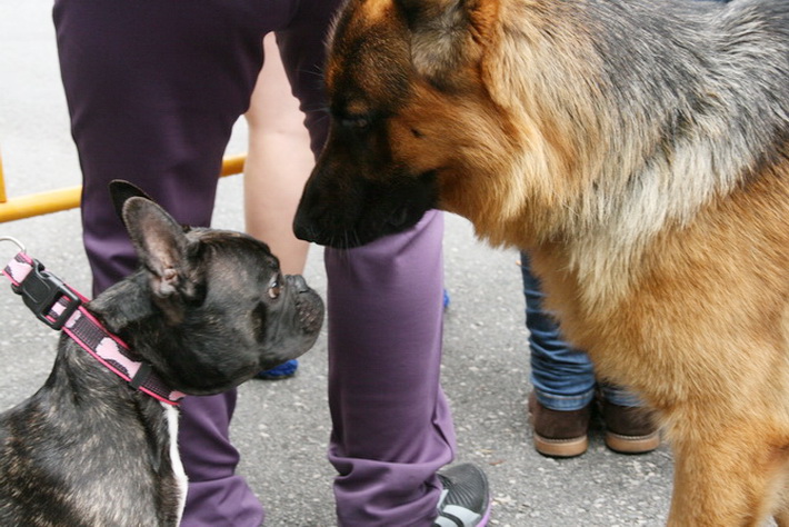 Salobrea dedica una jornada  al cuidado y proteccin de los perros 