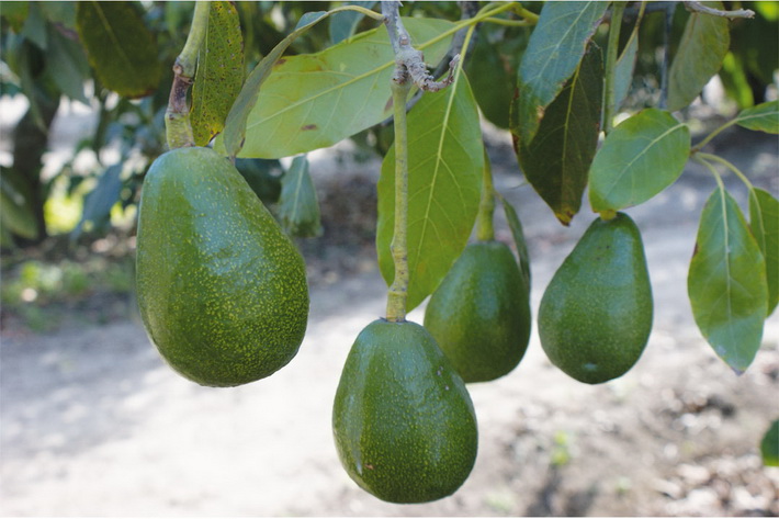 Primeros avances hacia la mejora de la productividad del agua en el cultivo del Aguacate 