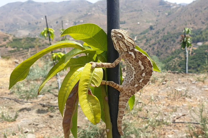 El Ayuntamiento de Almucar  pretende realizar un censo de camaleones en  el Paraje de Cerro Gordo