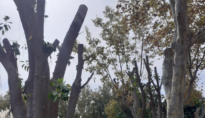 El Parque de la Fuente reabrir a finales de noviembre tras la construccin de un muro y una poda radical para evitar la entrada de roedores