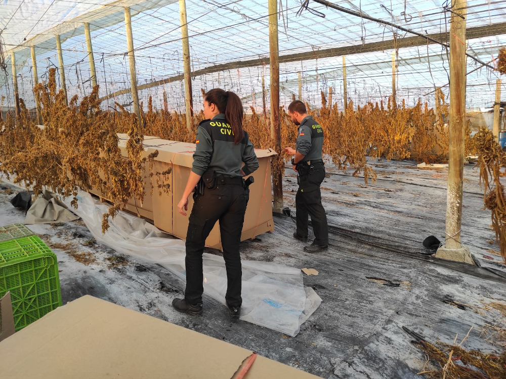 Detenido por por extraer cogollos de marihuana en una plantación de cáñamo intervenida el pasado mes de octubre en Albuñol