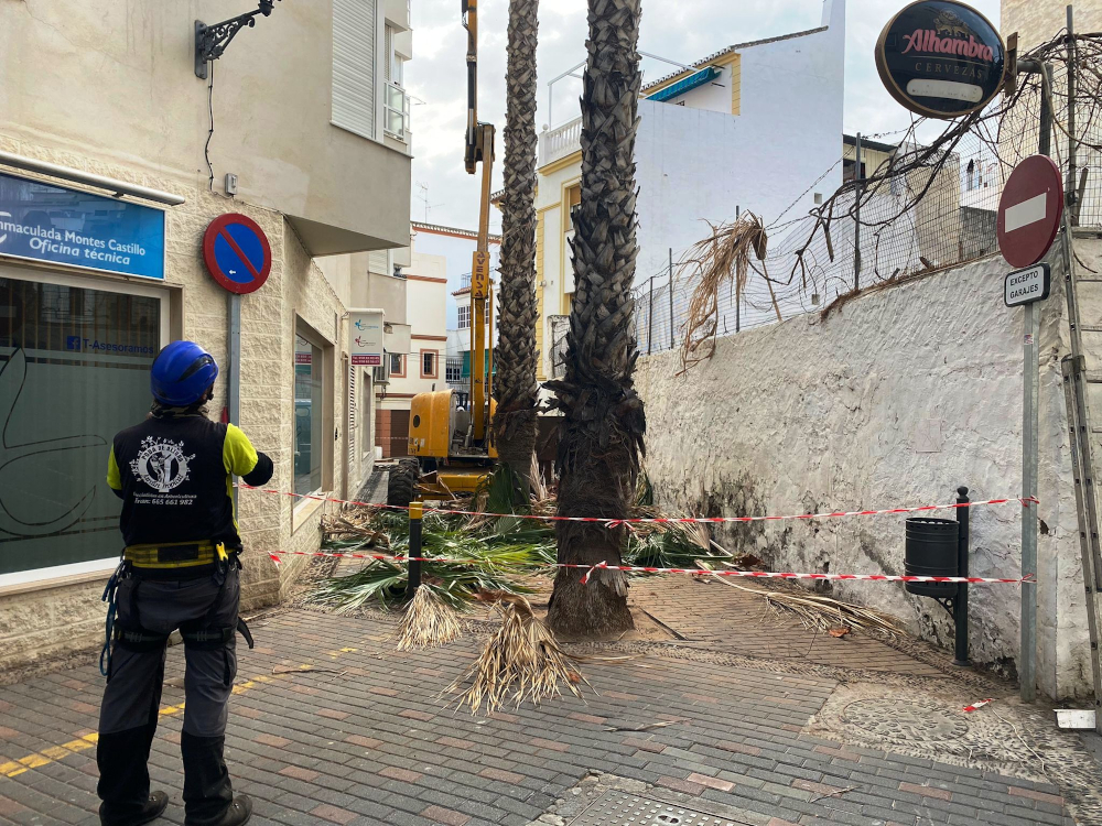 El Ayuntamiento de Almuñécar retirará más de 50 palmeras para mejorar la accesibilidad en las calles