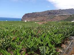 Publicadas en el BOJA las convocatorias de ayudas para la mejora de la sostenibilidad y competitividad de la agricultura y la ganadería