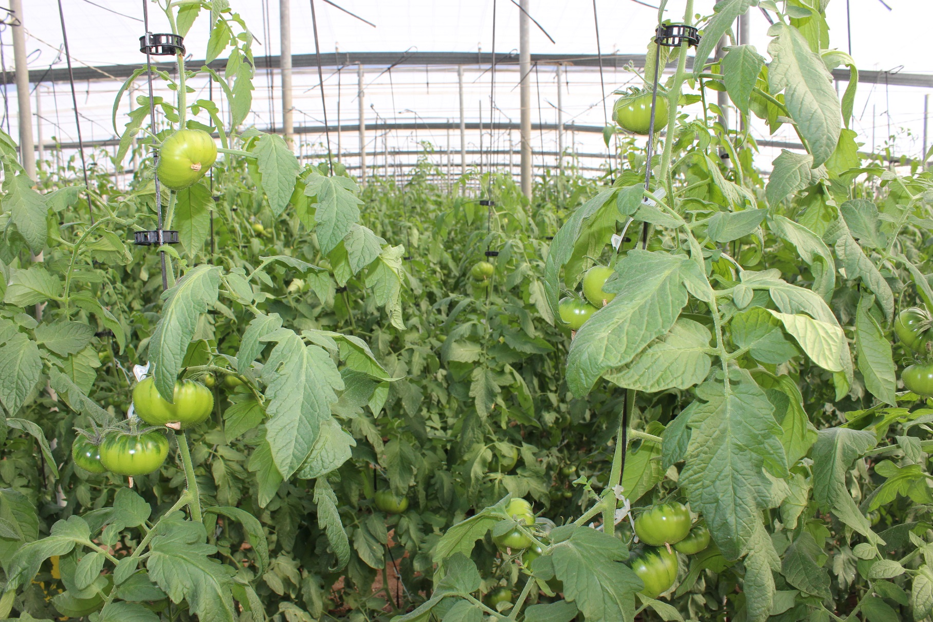 Las exportaciones agroalimentarias andaluzas superan nuevamente su récord en valor económico con 8.141M€ en el primer semestre de 2022