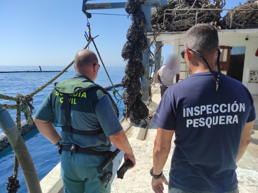 Intervenida ms de una tonelada de mejilln extrado ilegalmente de la piscifactora clausurada de Salobrea 